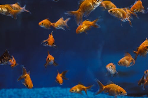 Ilmainen kuvapankkikuva tunnisteilla kalaa vedenalaisena, kultaista kalaa, merellinen