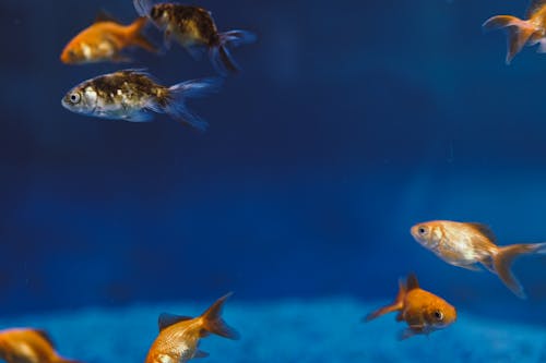 Kostenlos Kostenloses Stock Foto zu aquarium, baden, blau Stock-Foto