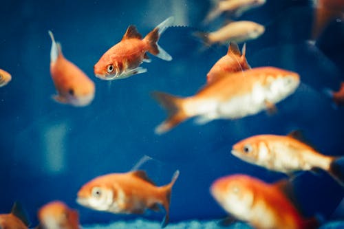 Selective Focus Photo Of Gold Fishes