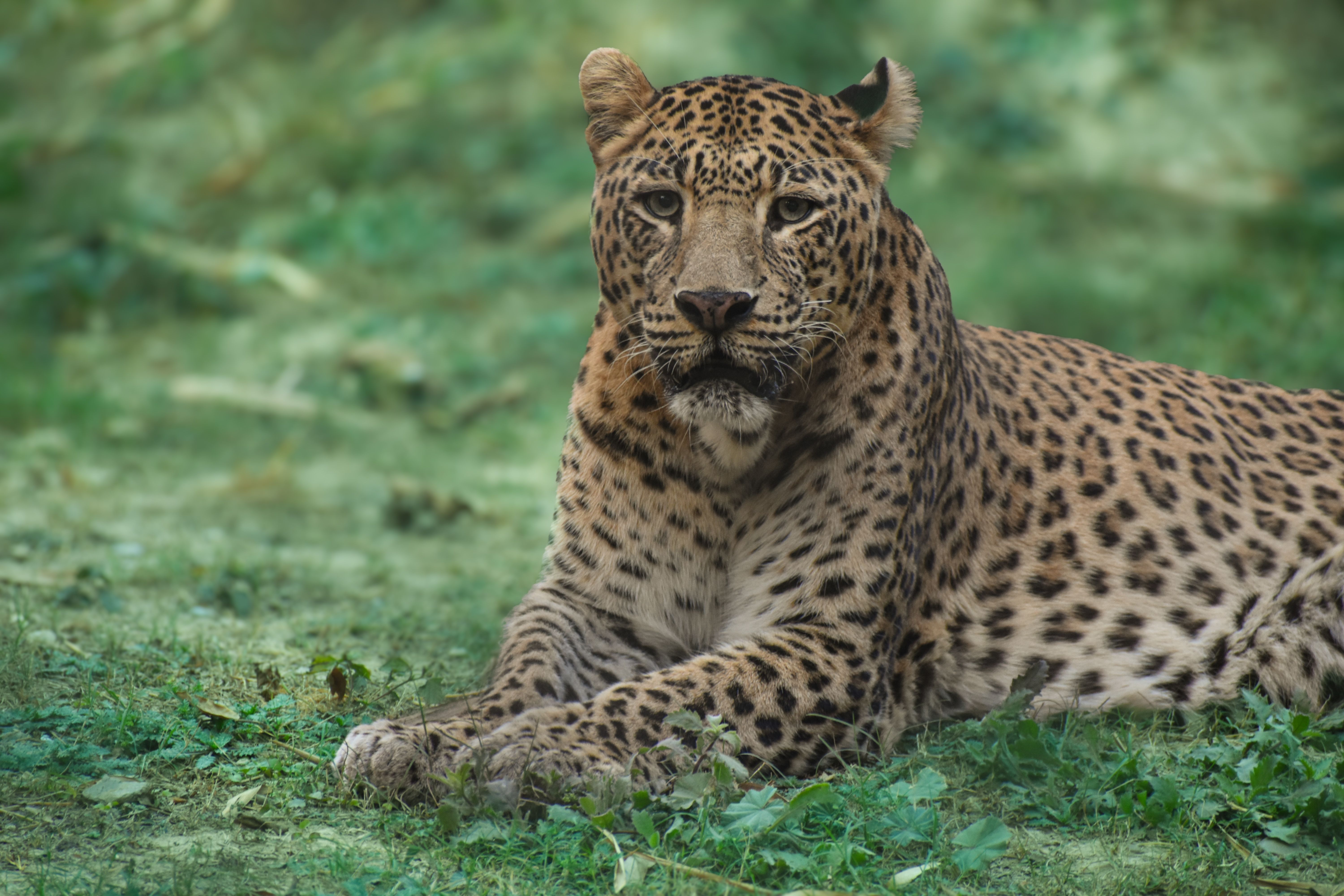 Majestic Leopard Resting in Natural Habitat · Free Stock Photo