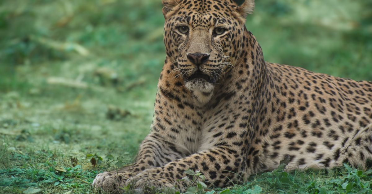 R Leopard Majestic Leopard Resting in Natural Habitat · Free Stock Photo