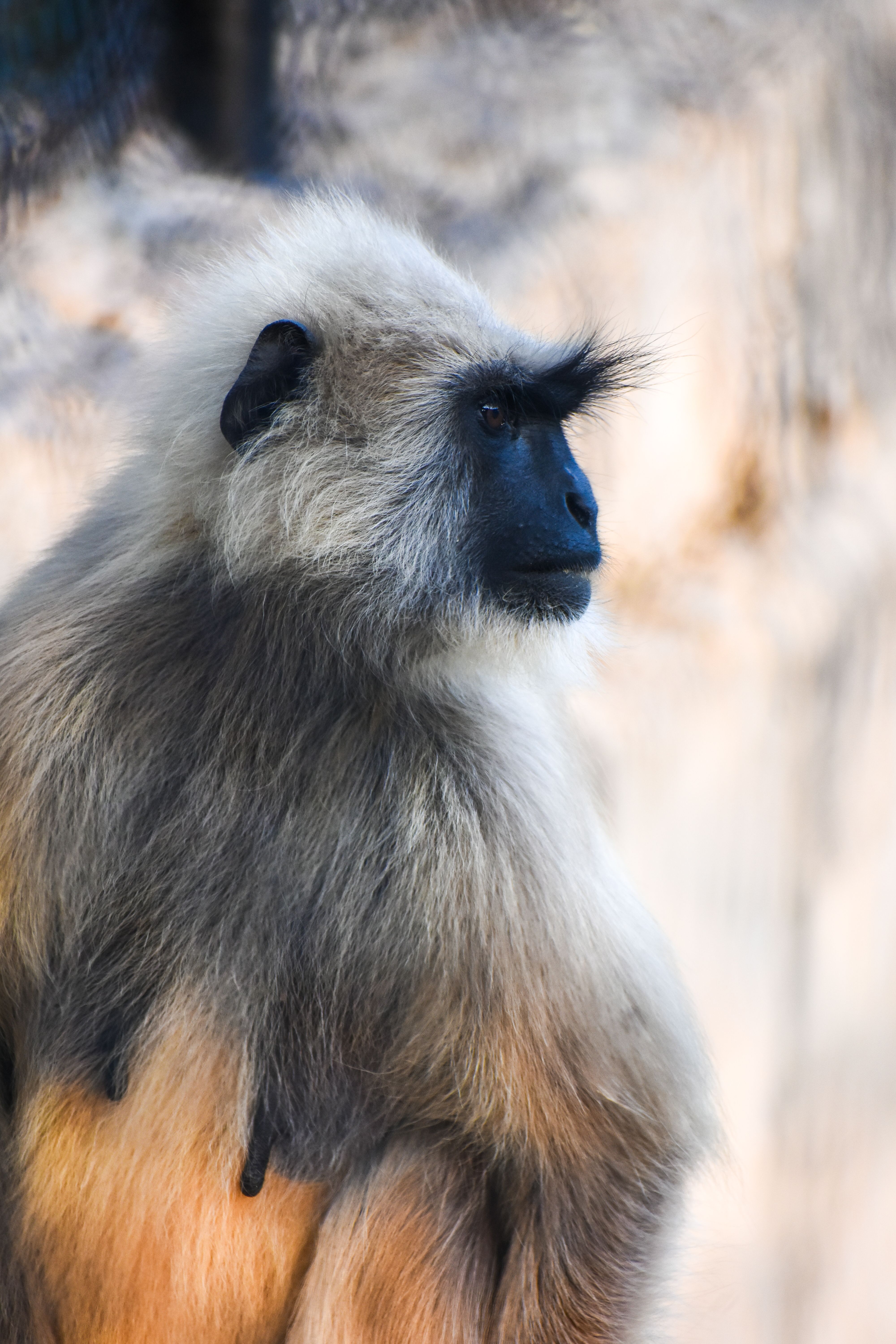 Monkey Profile Photos, Download The BEST Free Monkey Profile Stock ...