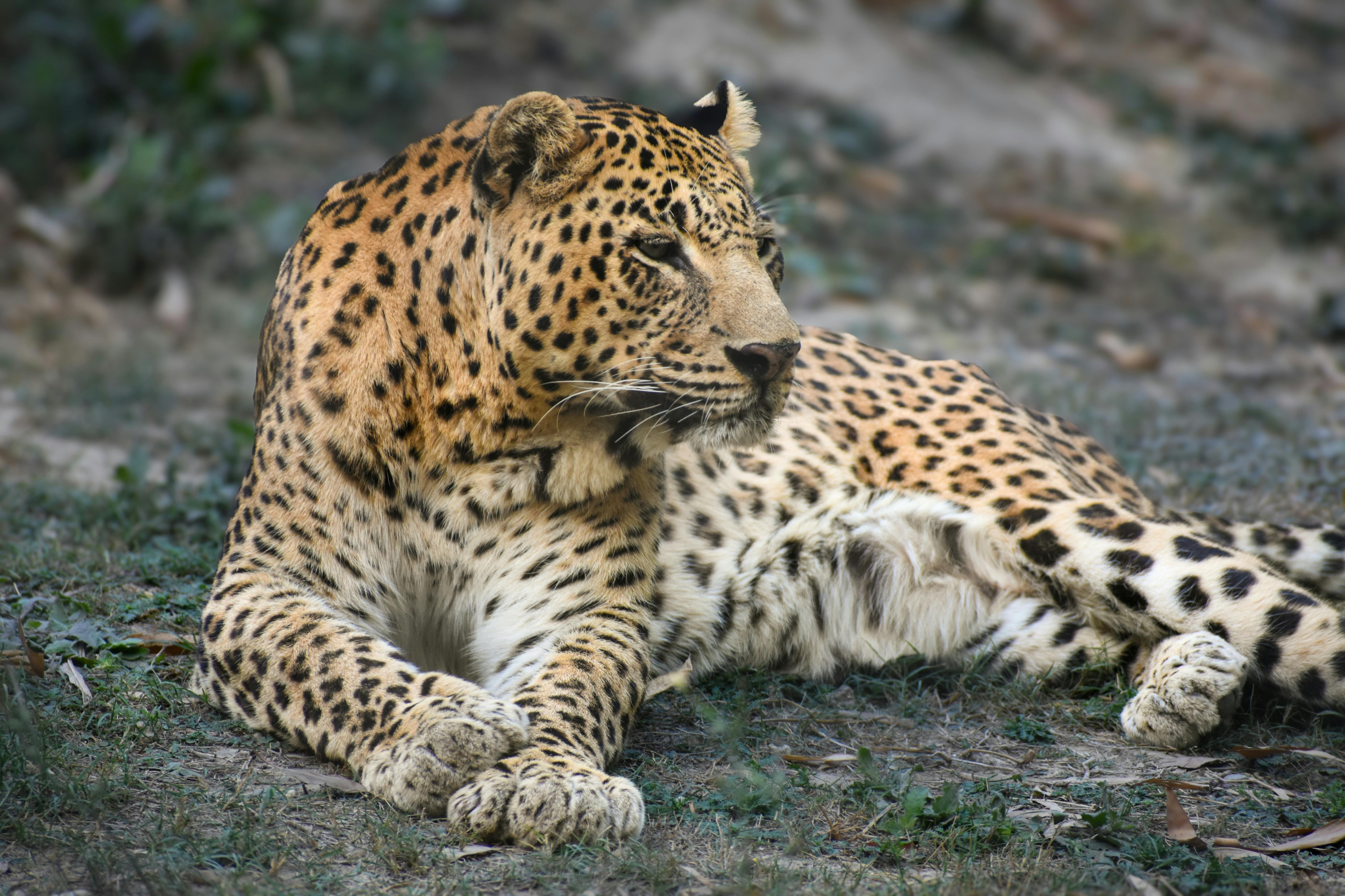 A serene leopard rests on the grass, showcasing its spotted coat in a natural setting.