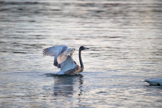A gray swan majestically spreads its wings on calm waters of Giske, Norway at dawn.