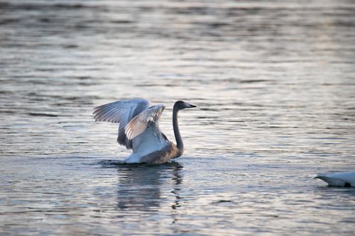 Free A gray swan majestically spreads its wings on calm waters of Giske, Norway at dawn. Stock Photo