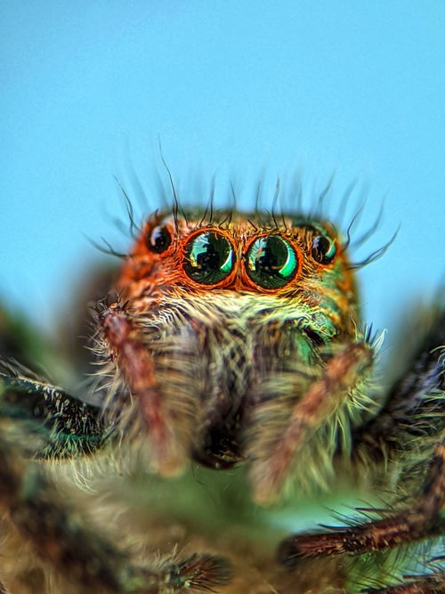 Free Detailed macro shot of a jumping spider with vibrant eyes and fuzzy legs. Stock Photo