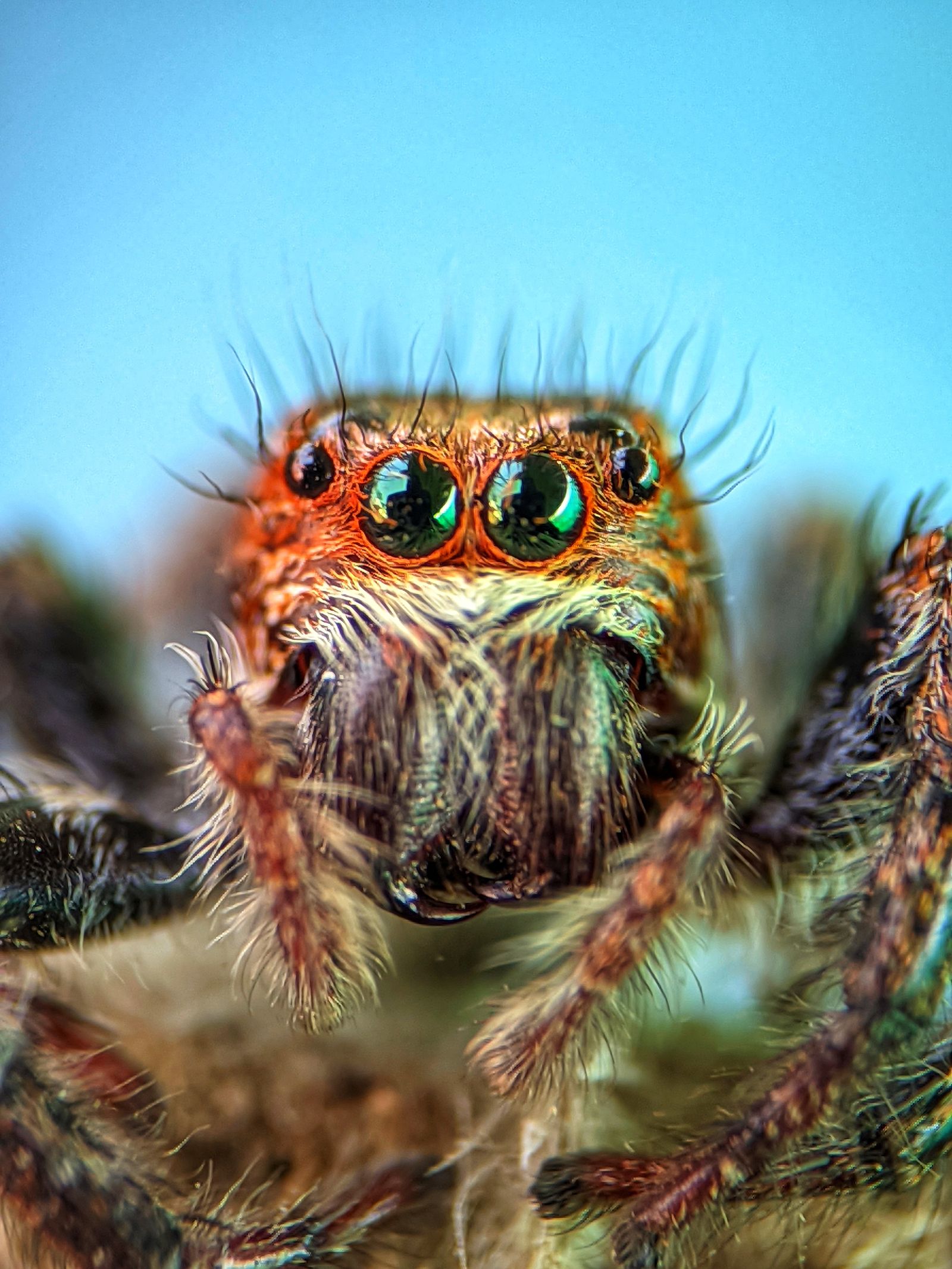 Senpai Spider Photos, Download The BEST Free Senpai Spider Stock Photos ...