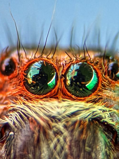 Free Macro photograph showcasing the intricate details of a spider's eyes with vibrant colors. Stock Photo