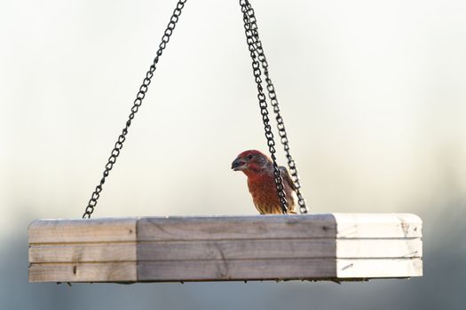 A vibrant house finch perched on a wooden bird feeder in Canonsburg, Pennsylvania.