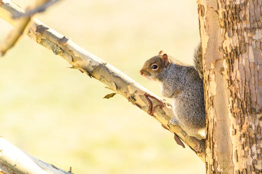 Free stock photo of eastern grey squirrel, house finch