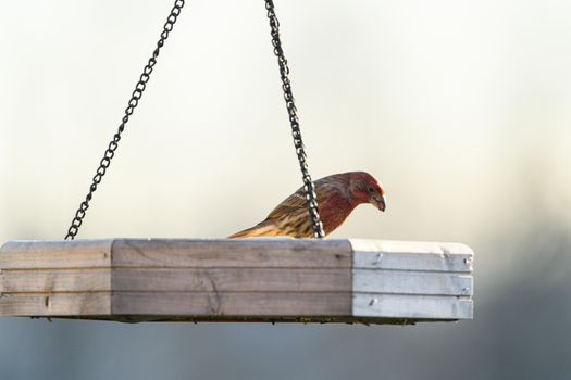 A vibrant house finch perched on a wooden bird feeder in Canonsburg, Pennsylvania.
