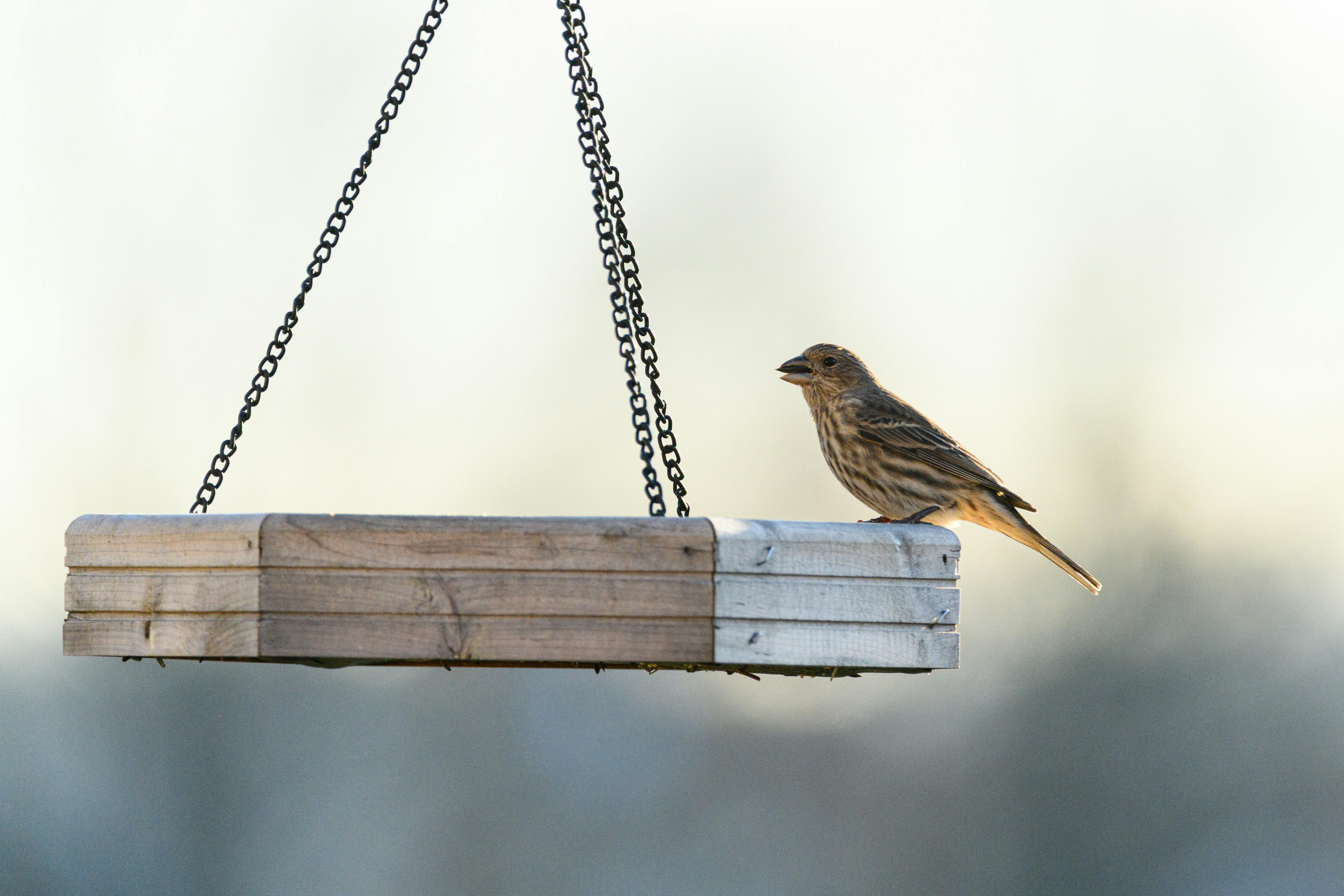 A house finch perches on a wooden bird feeder on a bright day in Canonsburg, Pennsylvania.