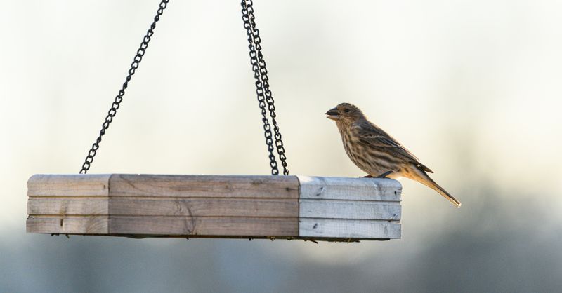 Mangeoire Oiseaux Plan : Guide Fabrication