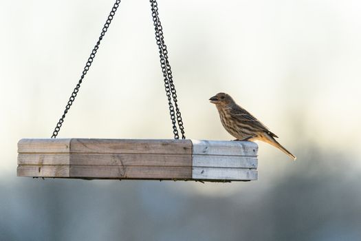 A house finch perches on a wooden bird feeder on a bright day in Canonsburg, Pennsylvania.