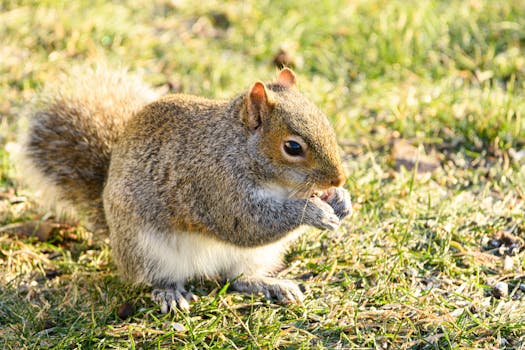 Free stock photo of eastern grey squirrel, house finch