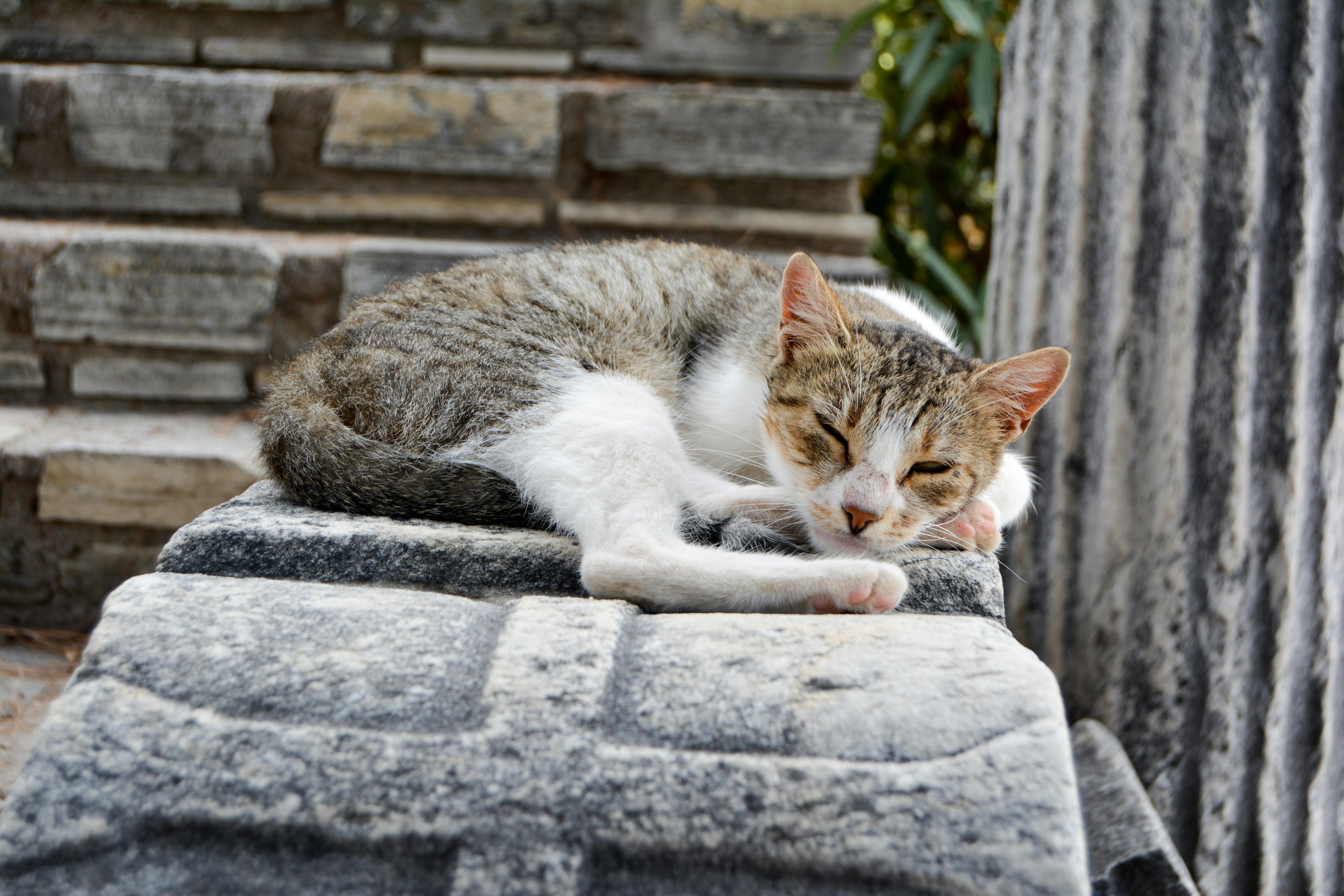 Ancient Sleep Remedies You Never Heard Of