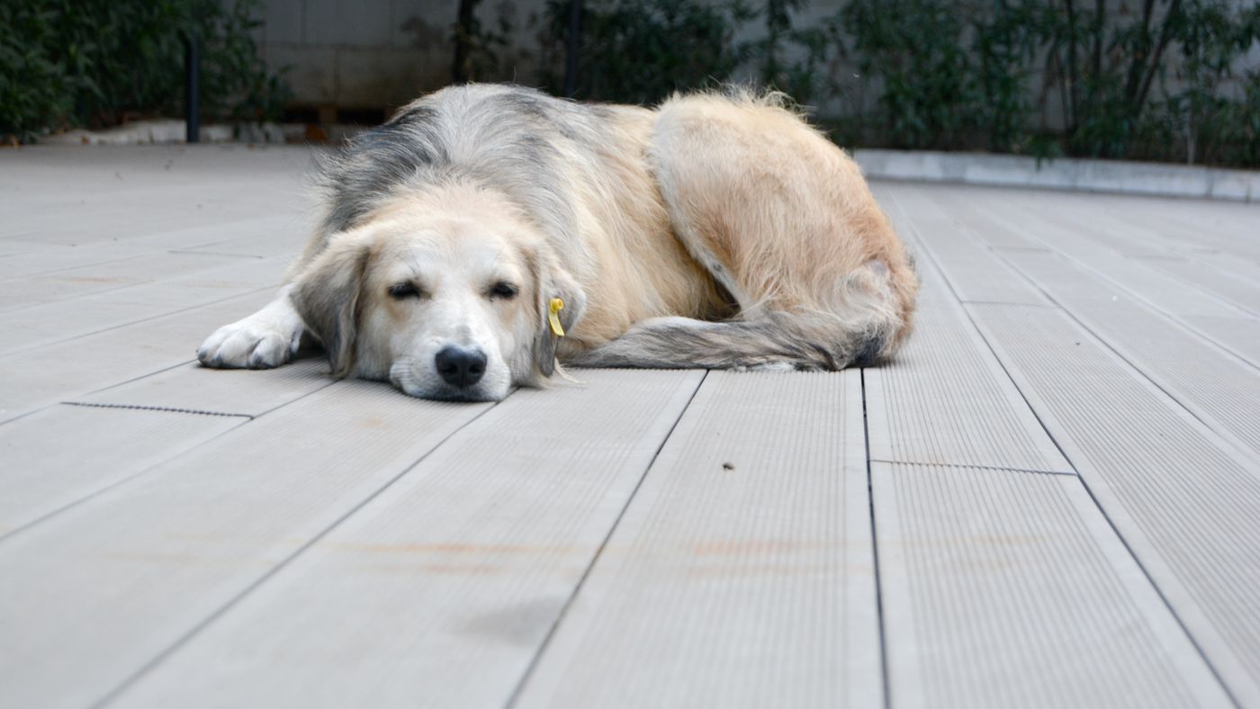 Managing a Hypoallergenic Dog's Mat Problem Before It Gets Serious