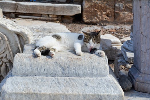 A peaceful cat rests on ancient marble ruins in İzmir, Türkiye, on a sunny day.