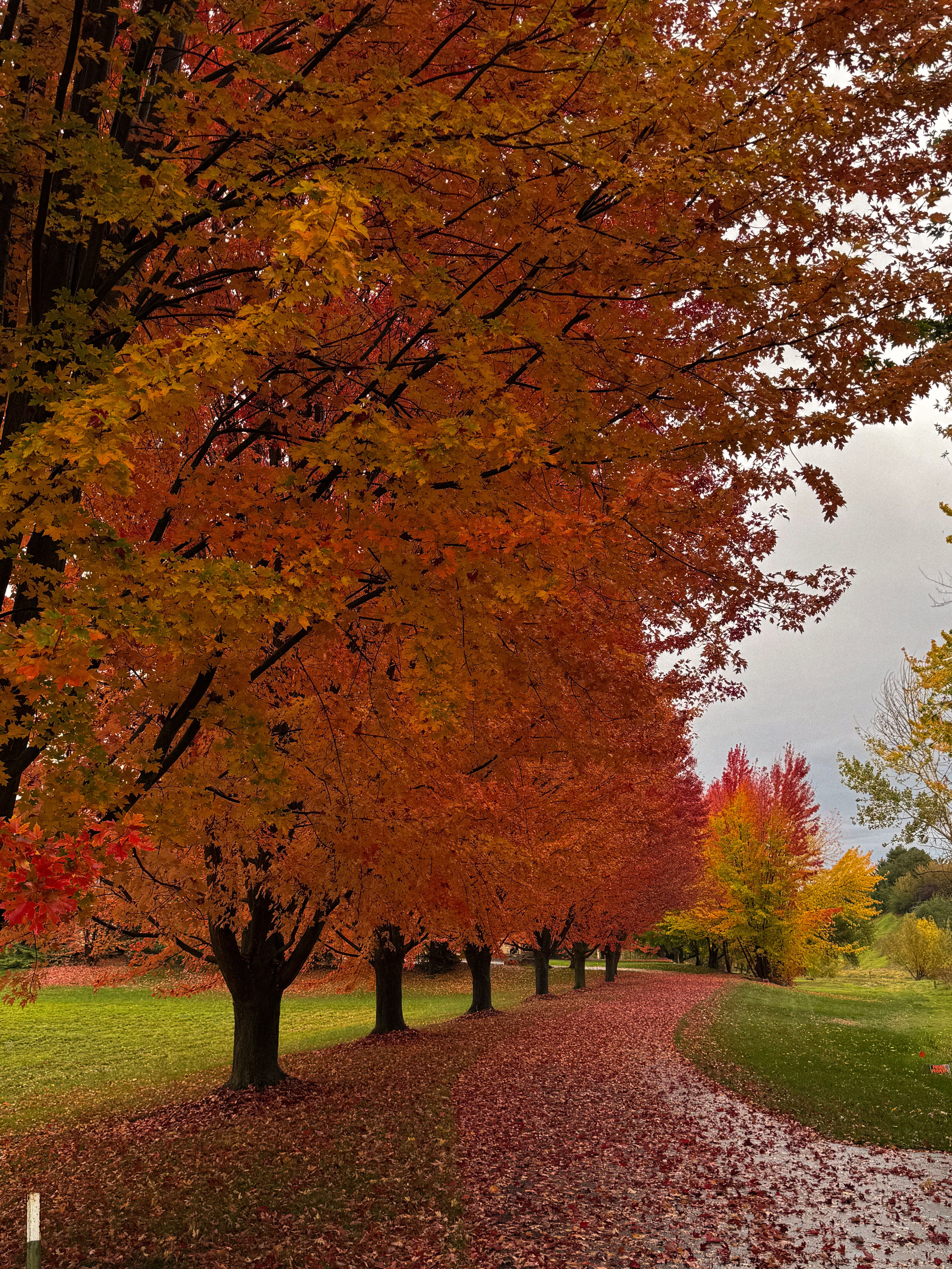 Scenic Autumn Pathway with Vibrant Foliage · Free Stock Photo