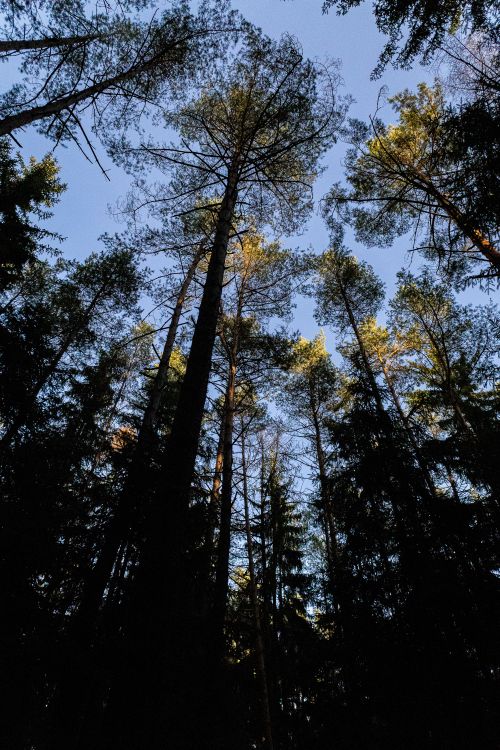 Free A captivating view of towering spruce trees stretching towards the sky in Bayern, Germany. Stock Photo