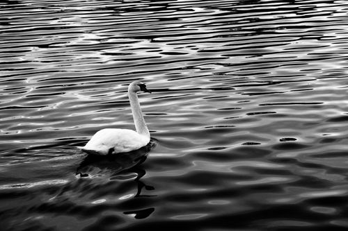 Free Black and white photo of a swan gracefully swimming on wavy water surface. Stock Photo