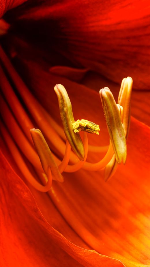 Macro flower study, photo by Damir K. on Pexels