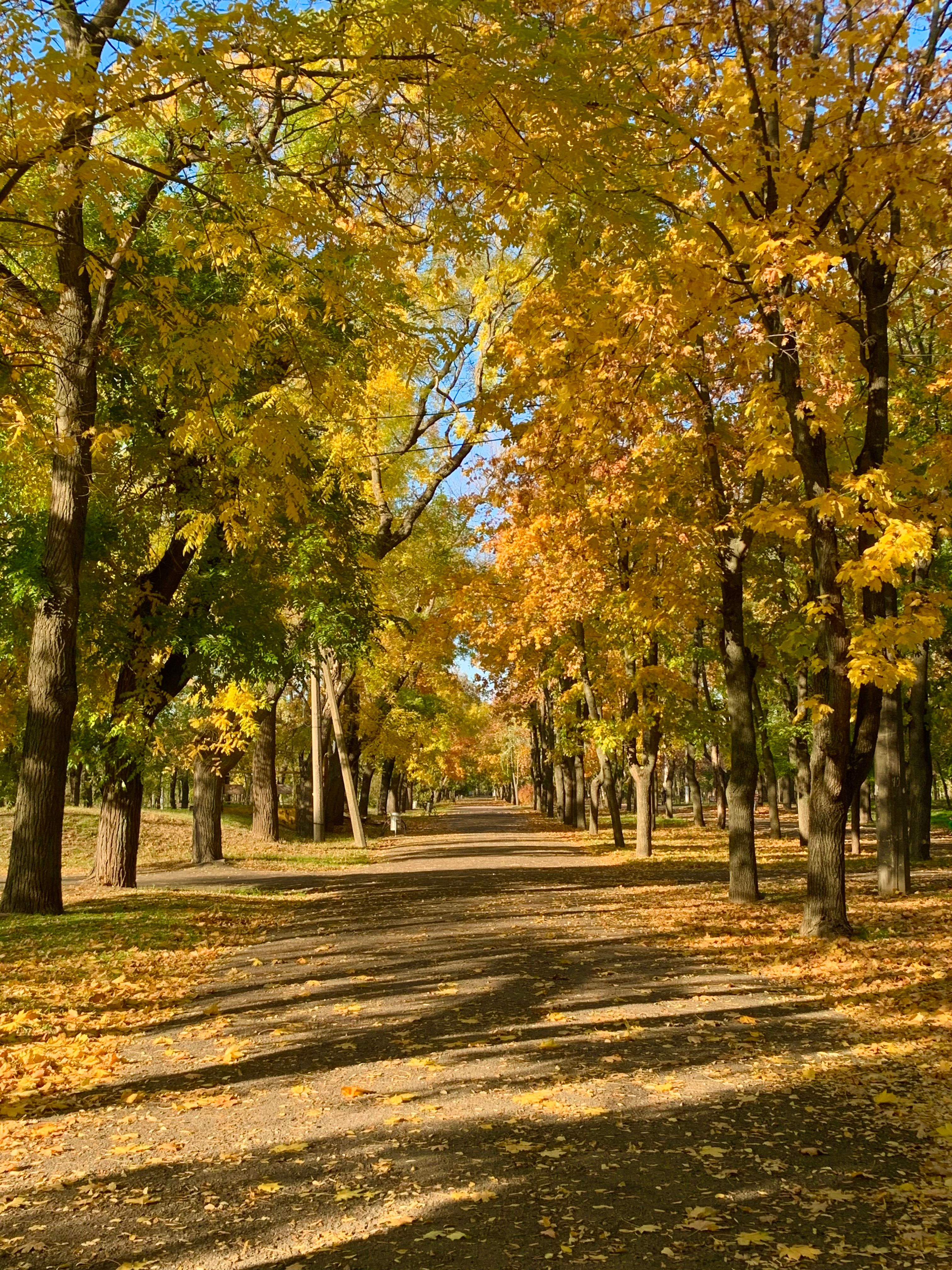 Autumn Walkway in Sunlit Park · Free Stock Photo