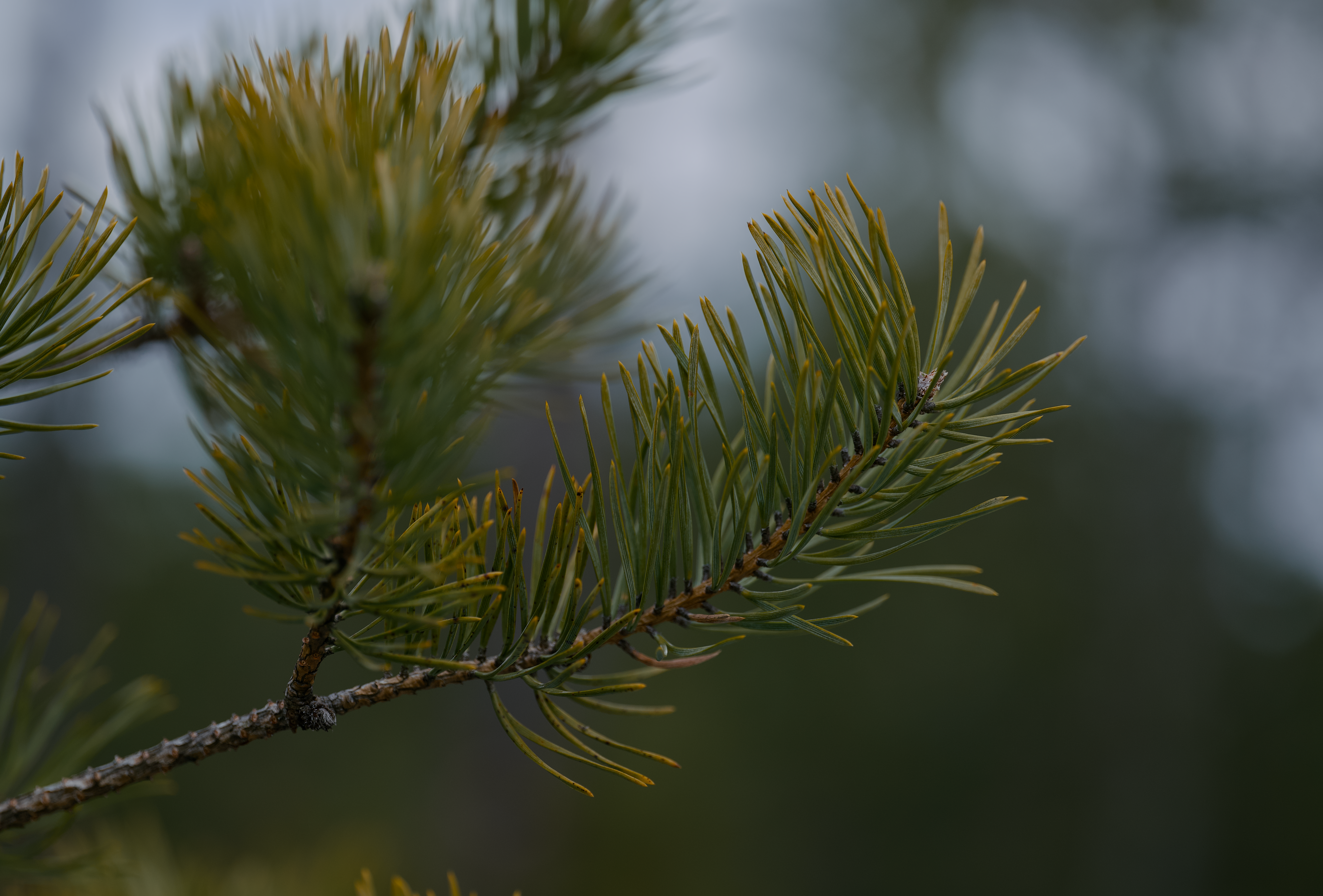 Pine Tree Macro Photos, Download The BEST Free Pine Tree Macro Stock ...