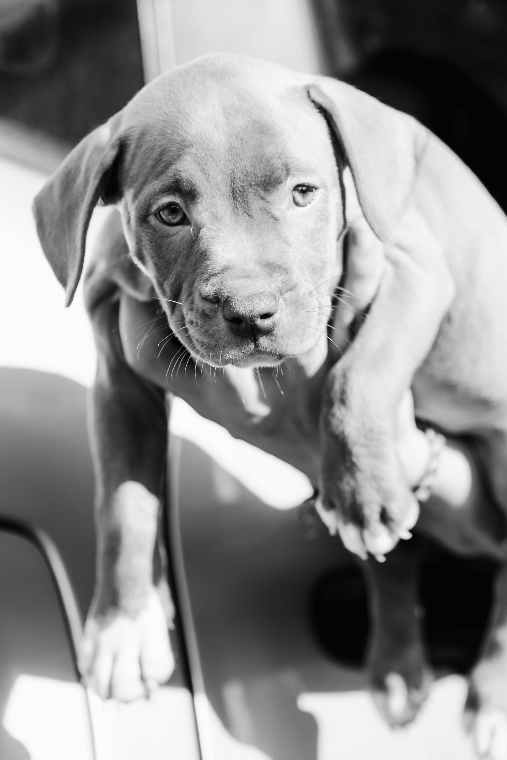 Why Do Dogs Have Wet Noses? Discover the Fascinating Reasons! 7 Can a Dog's Nose Tell You How They Feel? Exploring Emotional Signals