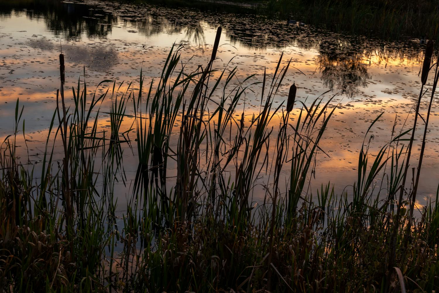 Peaceful lake at sunset