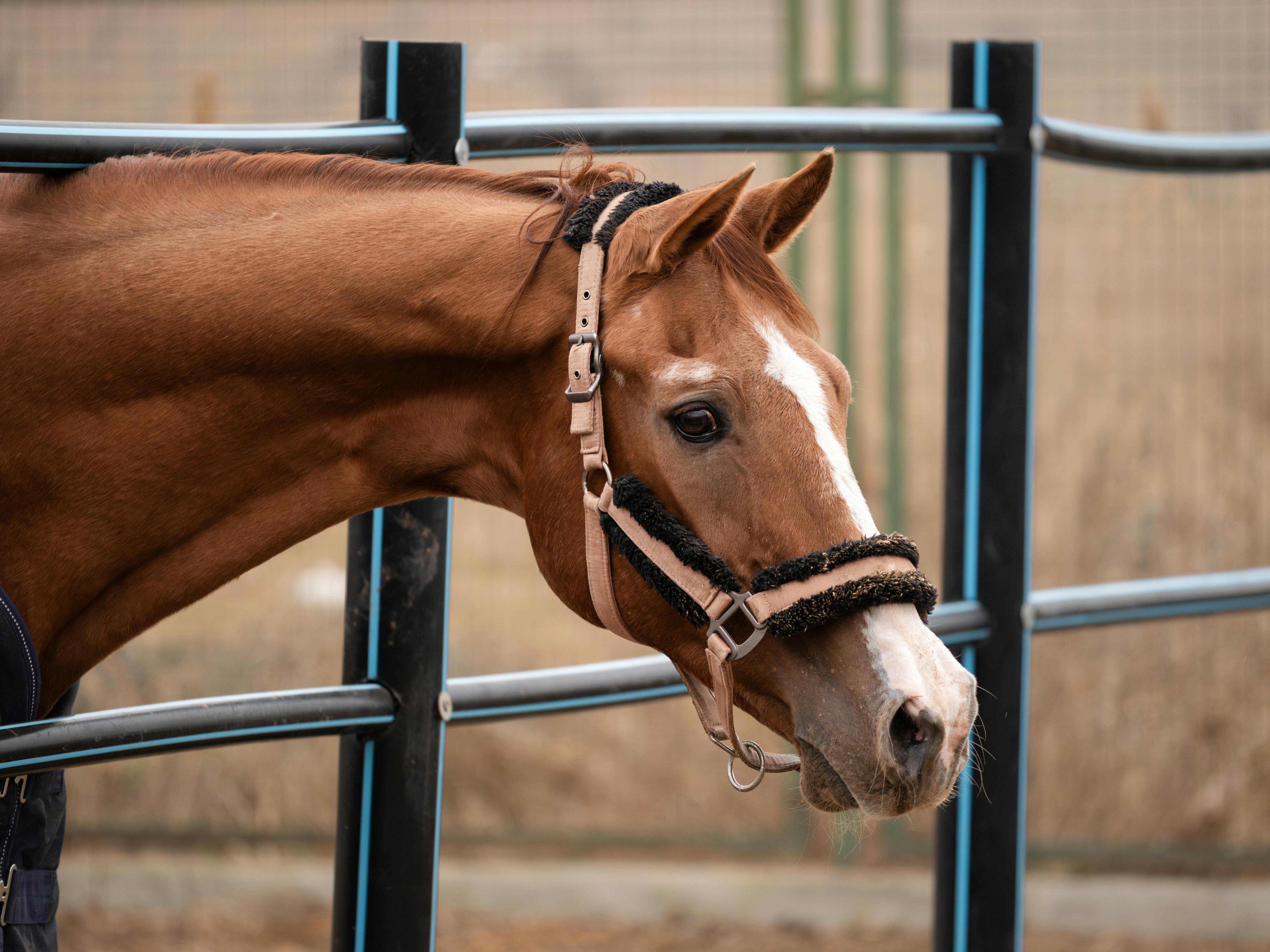 大甲芋頭田成為最佳食農教育課堂，體驗農耕更貼近生活