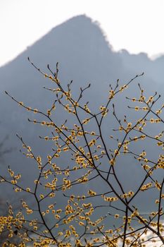 Yellow blossoming branches set against a misty mountain, evoking a feeling of serenity and natural beauty.