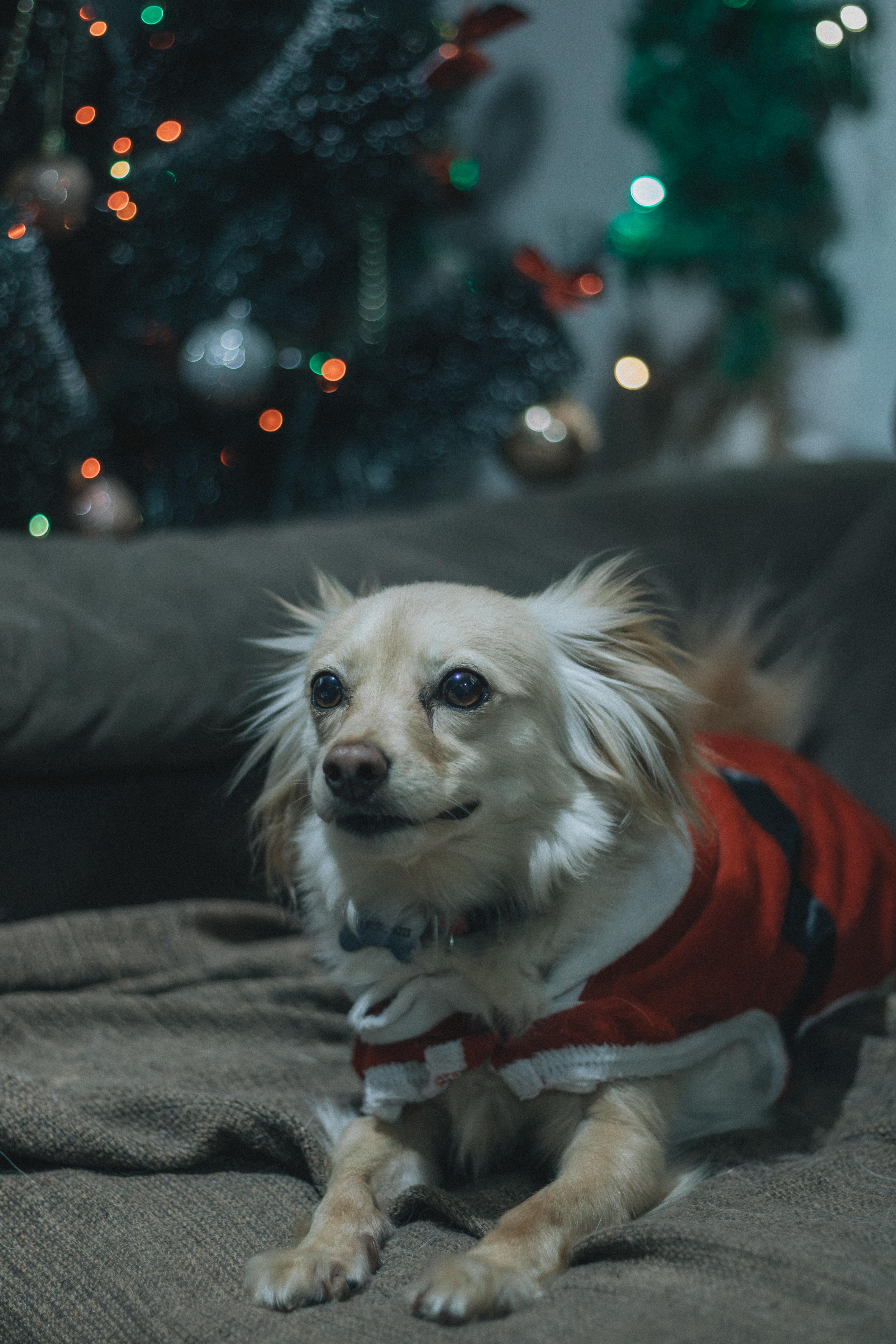 Buddha's Constant Companion Venerable Ananda