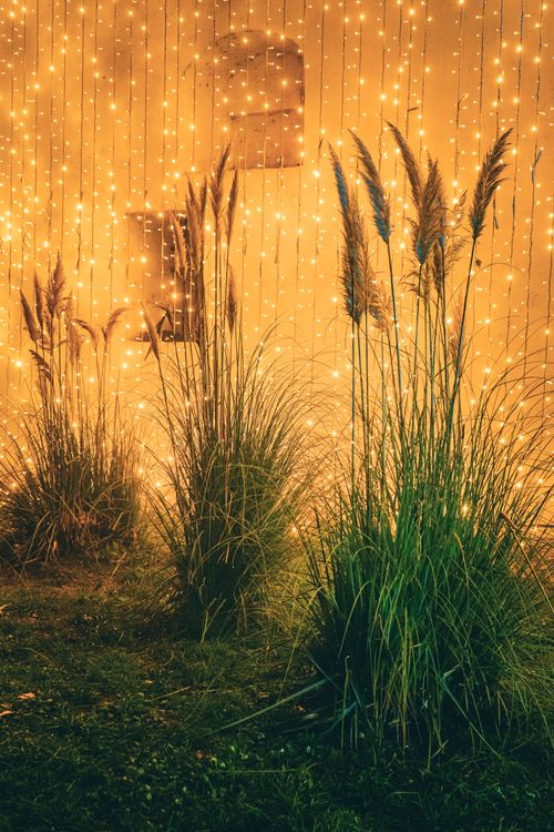 Free Night scene of ornamental grasses lit against a backdrop of warm fairy lights. Stock Photo