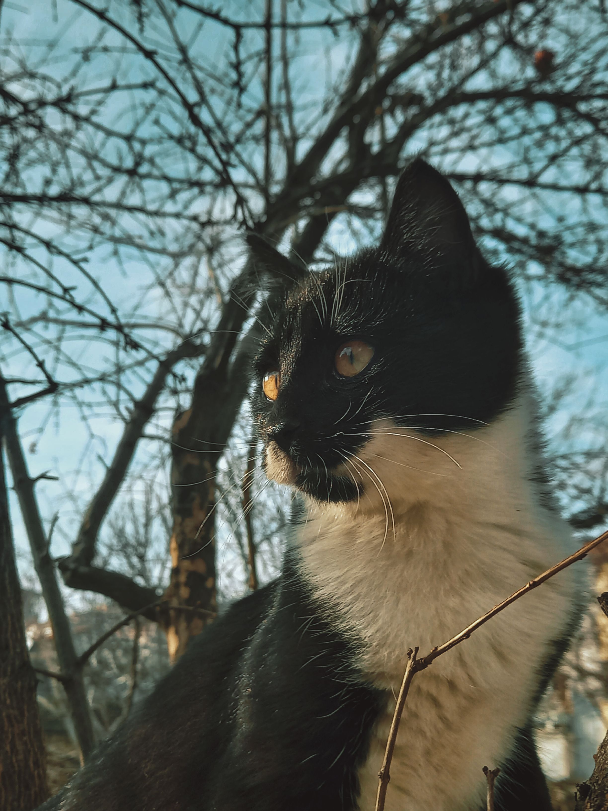 A black and white cat outdoors, enjoying the winter sunlight amidst barren trees.
