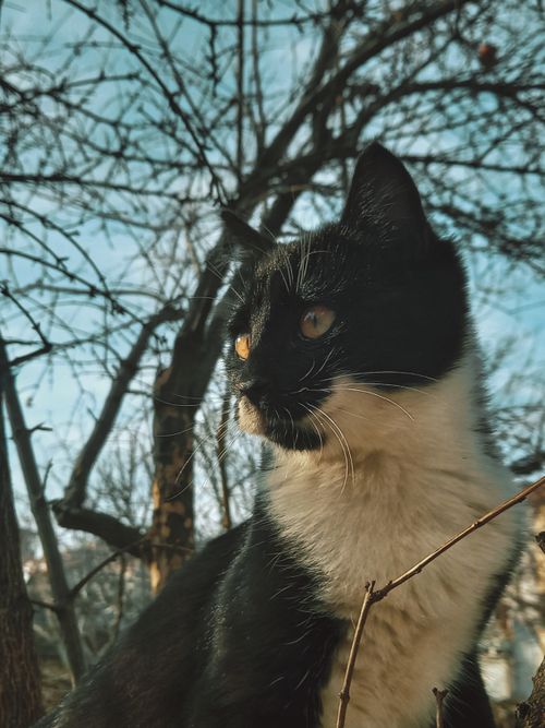 Free A black and white cat outdoors, enjoying the winter sunlight amidst barren trees. Stock Photo