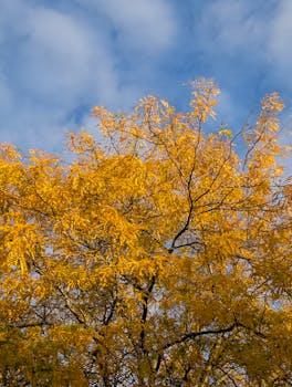 Vibrant yellow leaves of a tree on a clear fall day with a blue sky.