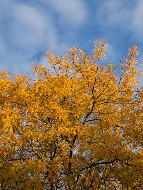 Vibrant yellow leaves of a tree on a clear fall day with a blue sky.