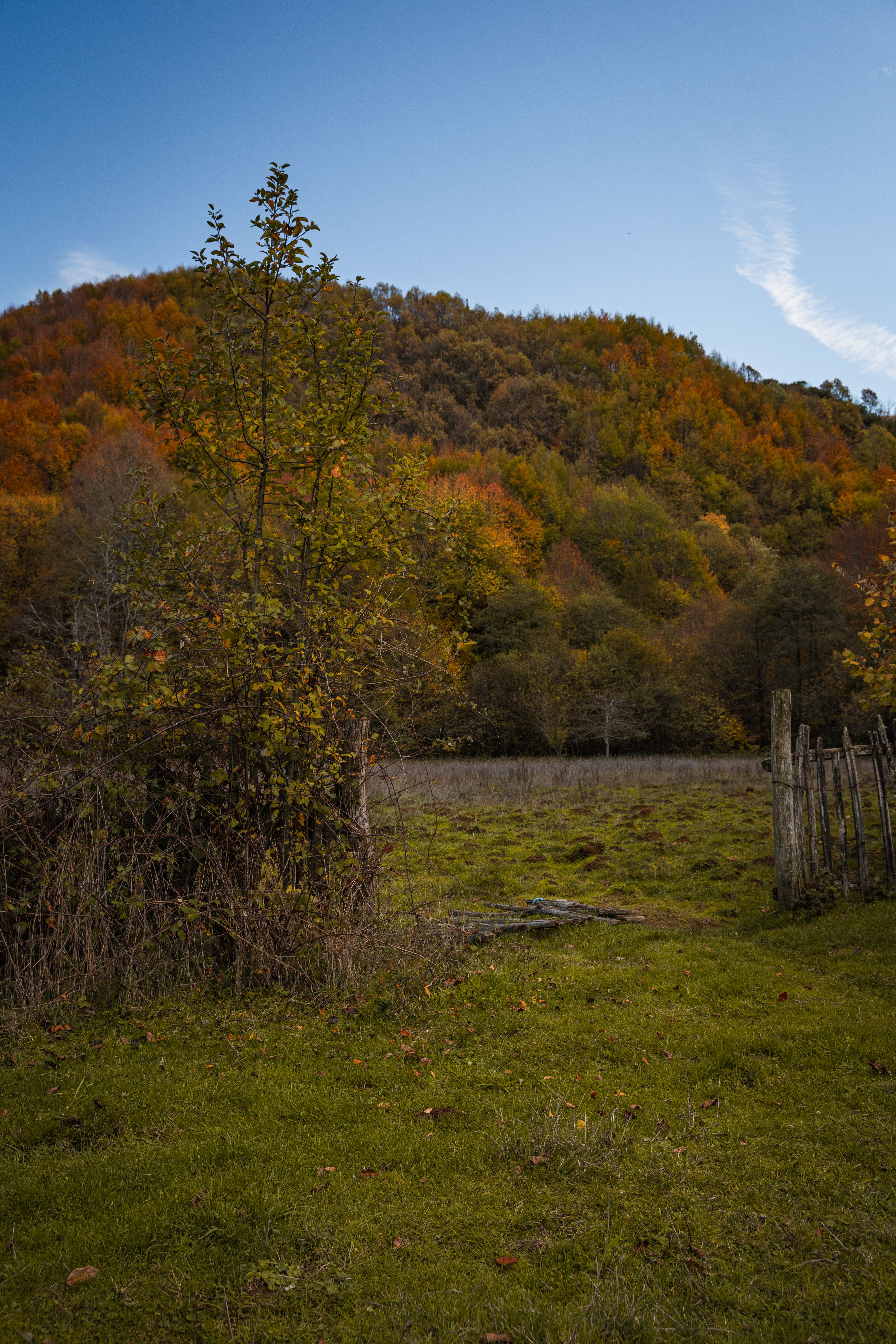 Vibrant Fall Foliage in Mountain Landscape · Free Stock Photo
