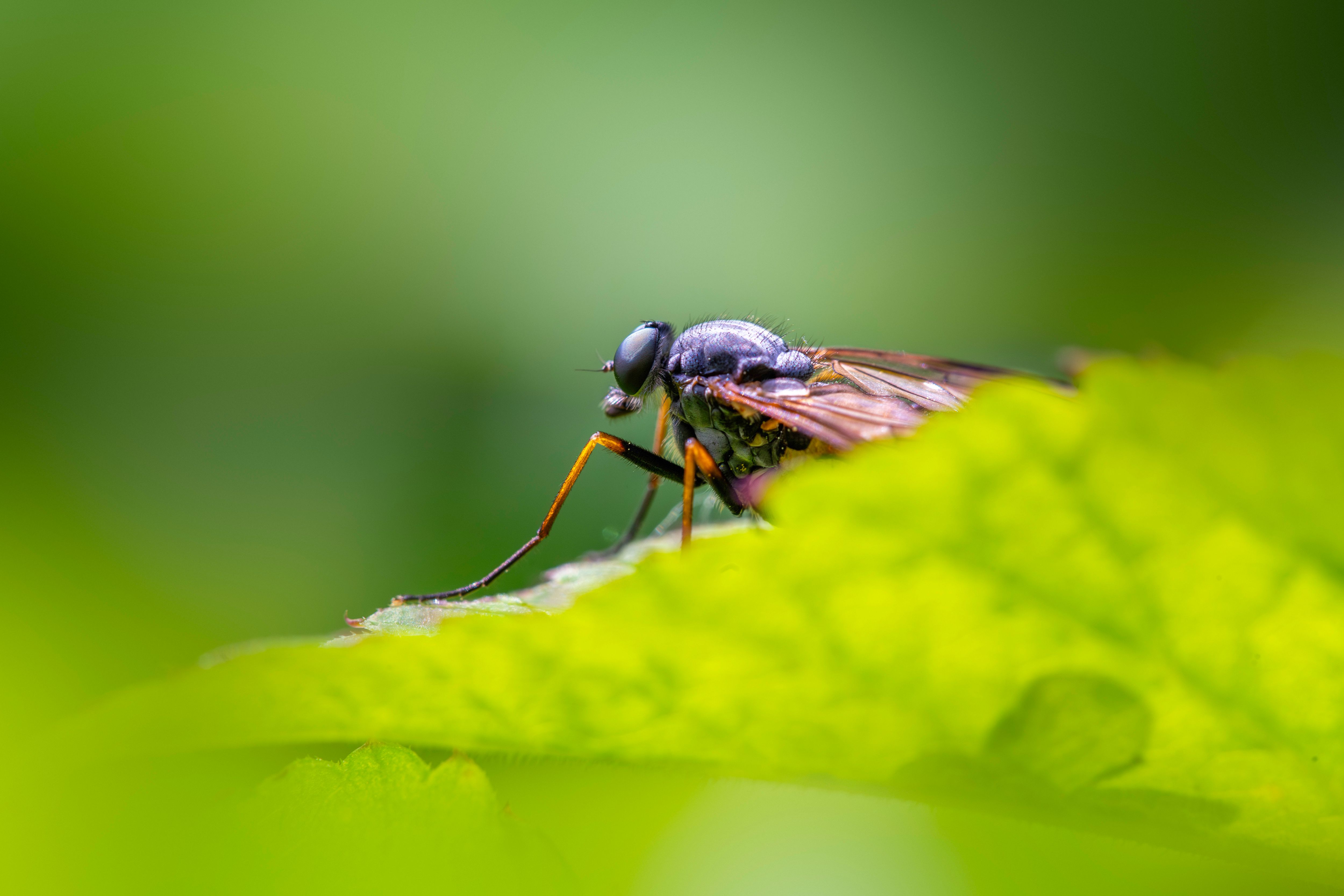 Close-up Portrait of a Robber Fly on Leaf · Free Stock Photo