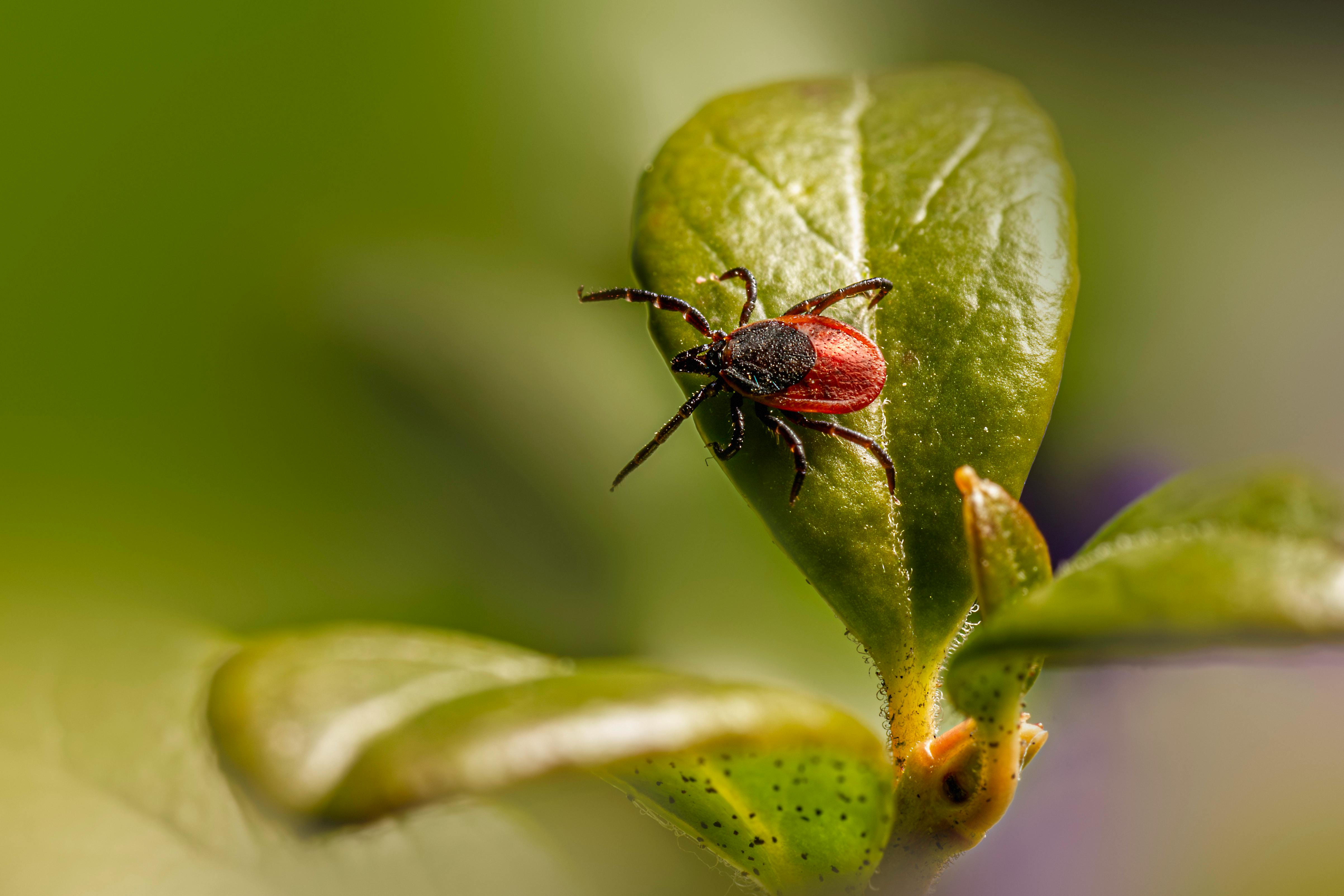 Free stock photo of animal, arachnid, arthropod
