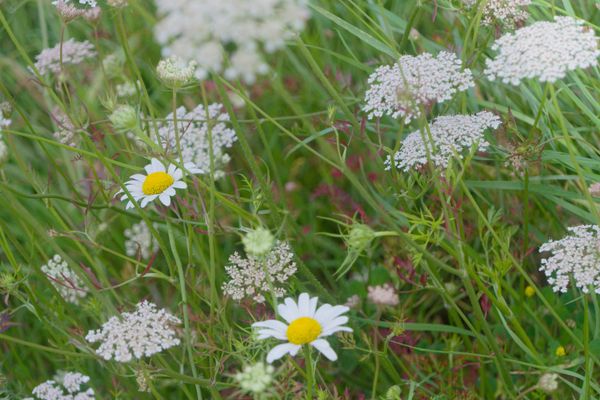 Prairie sauvage avec marguerites blanches et fleurs de carotte sauvage parmi les herbes