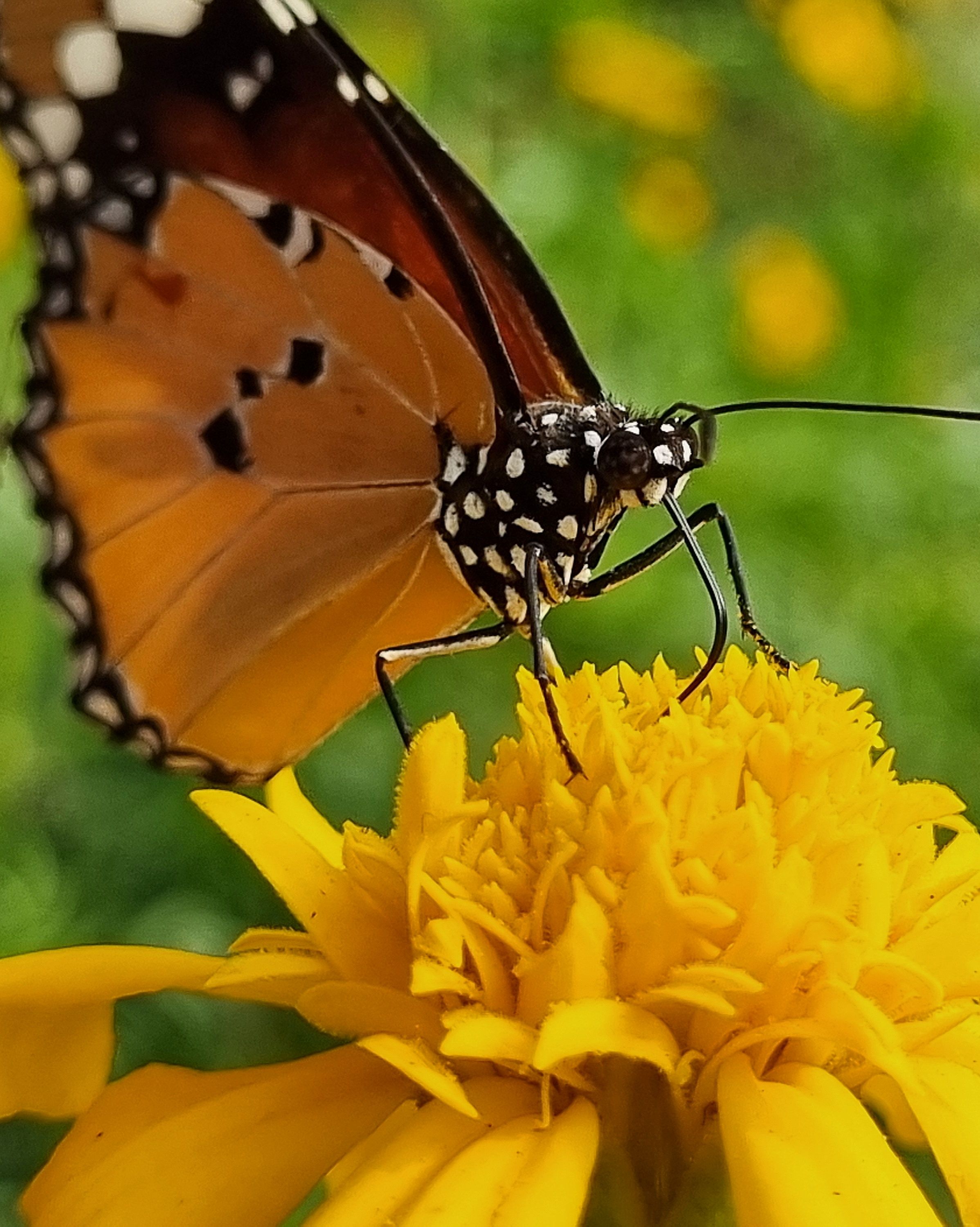 Close-up of Monarch Butterfly on Yellow Flower · Free Stock Photo