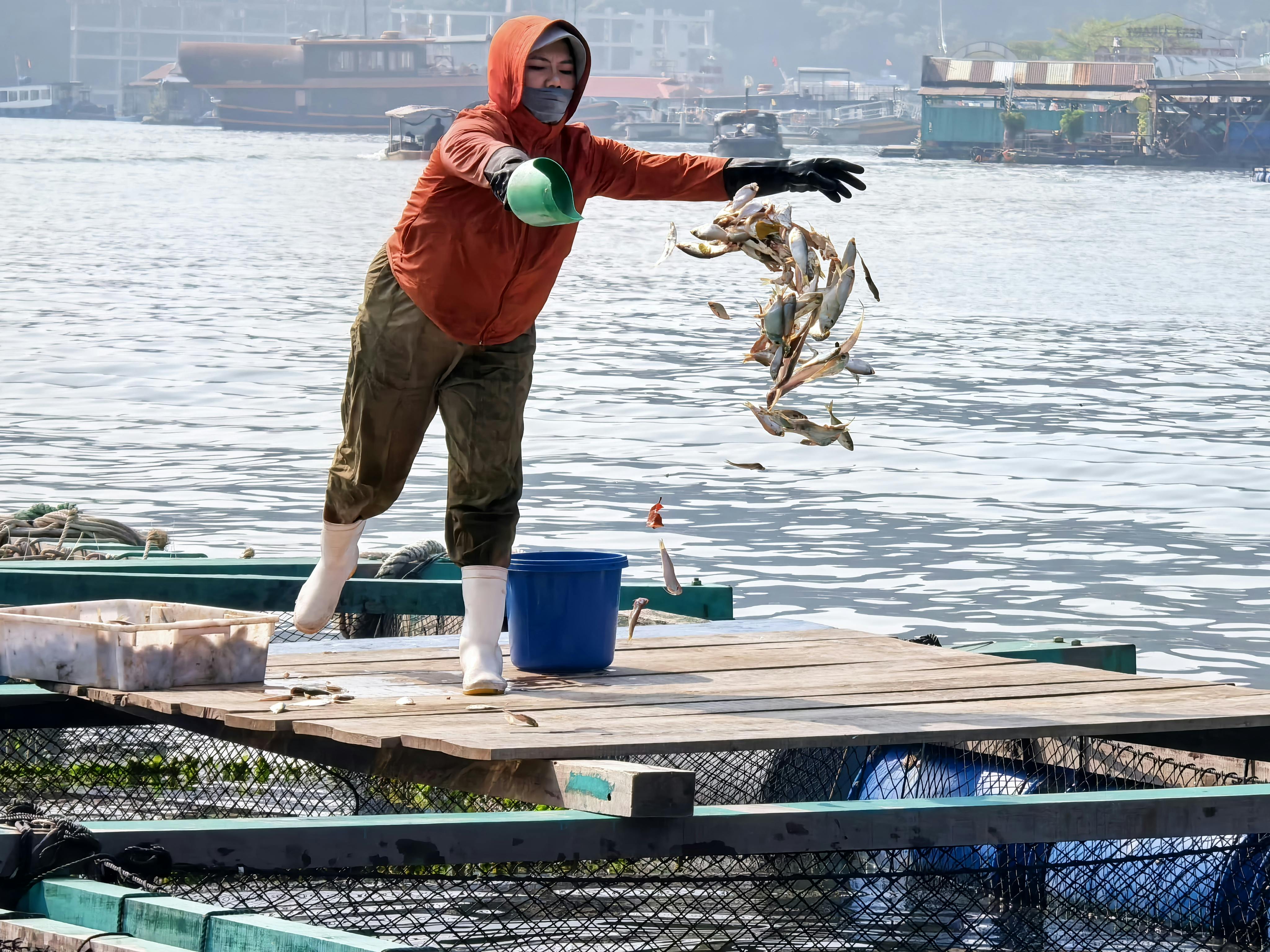 大甲芋頭田成為最佳食農教育課堂，體驗農耕更貼近生活