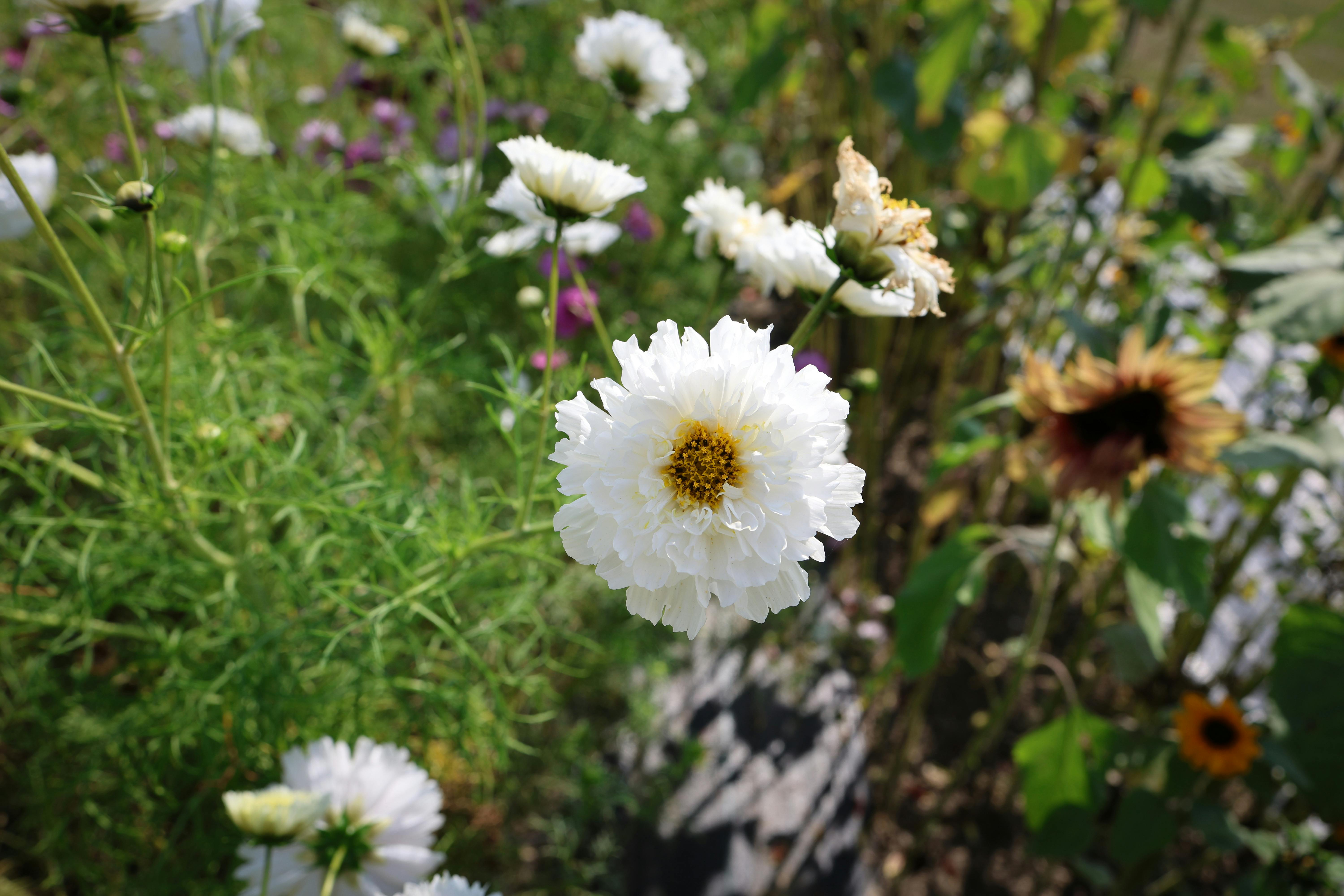 Free stock photo of bloom, blossom, bokeh