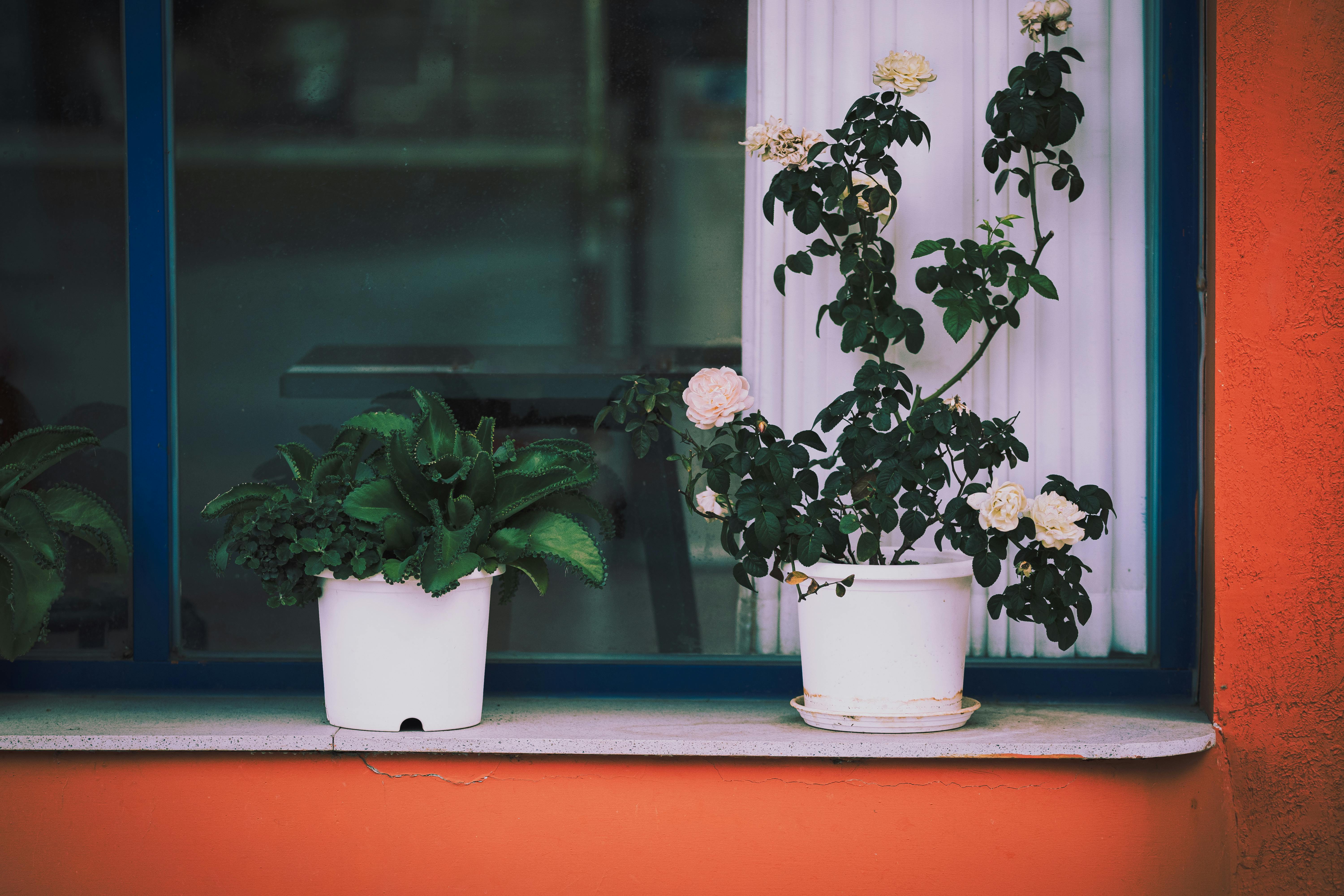 Les Secrets pour Cultiver des Légumes en Intérieur