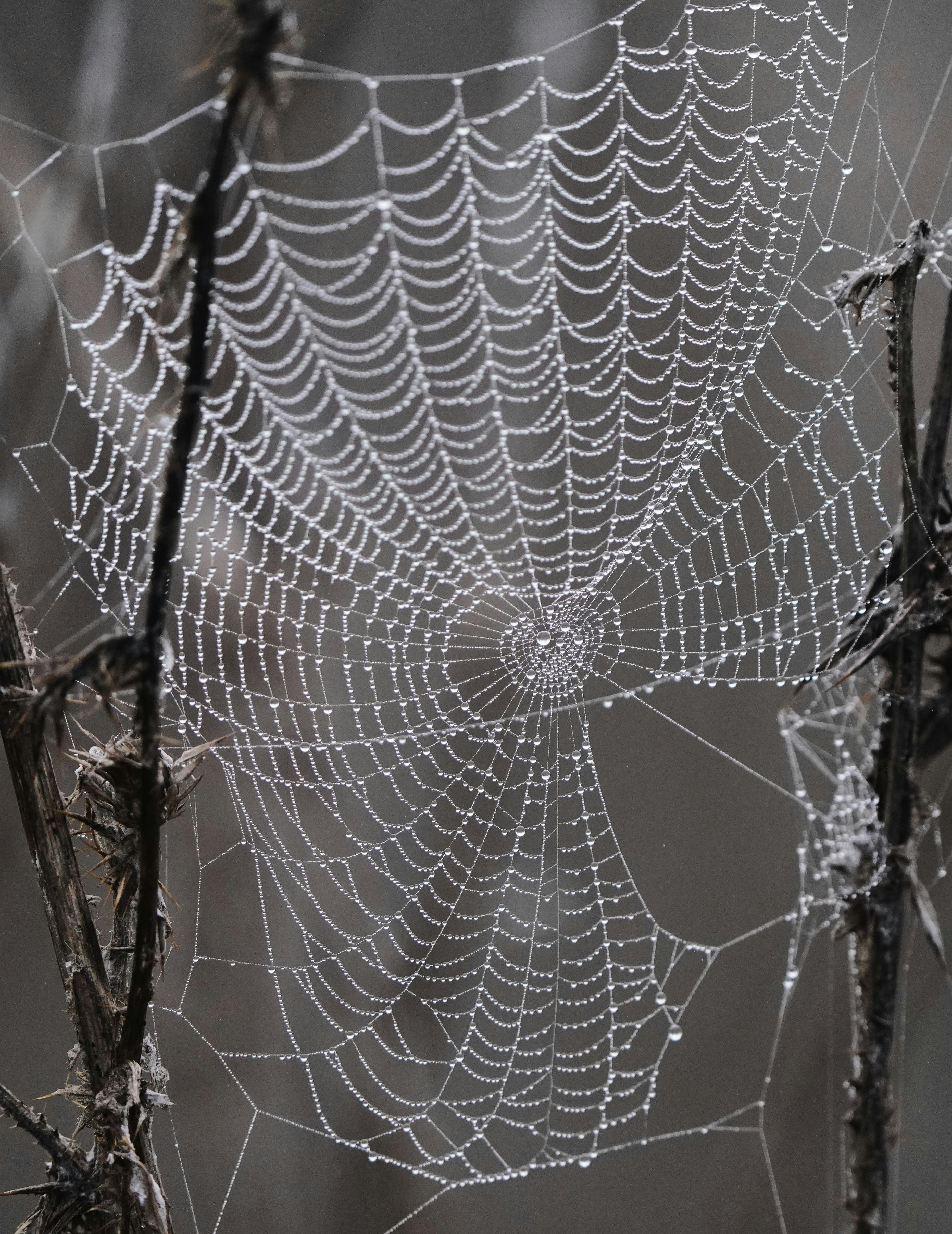 Why Do Dogs Have Wet Noses? Uncover The Secrets Behind It! 5 The Evolutionary Purpose of Wet Noses in Dogs: Nature's Design Explained