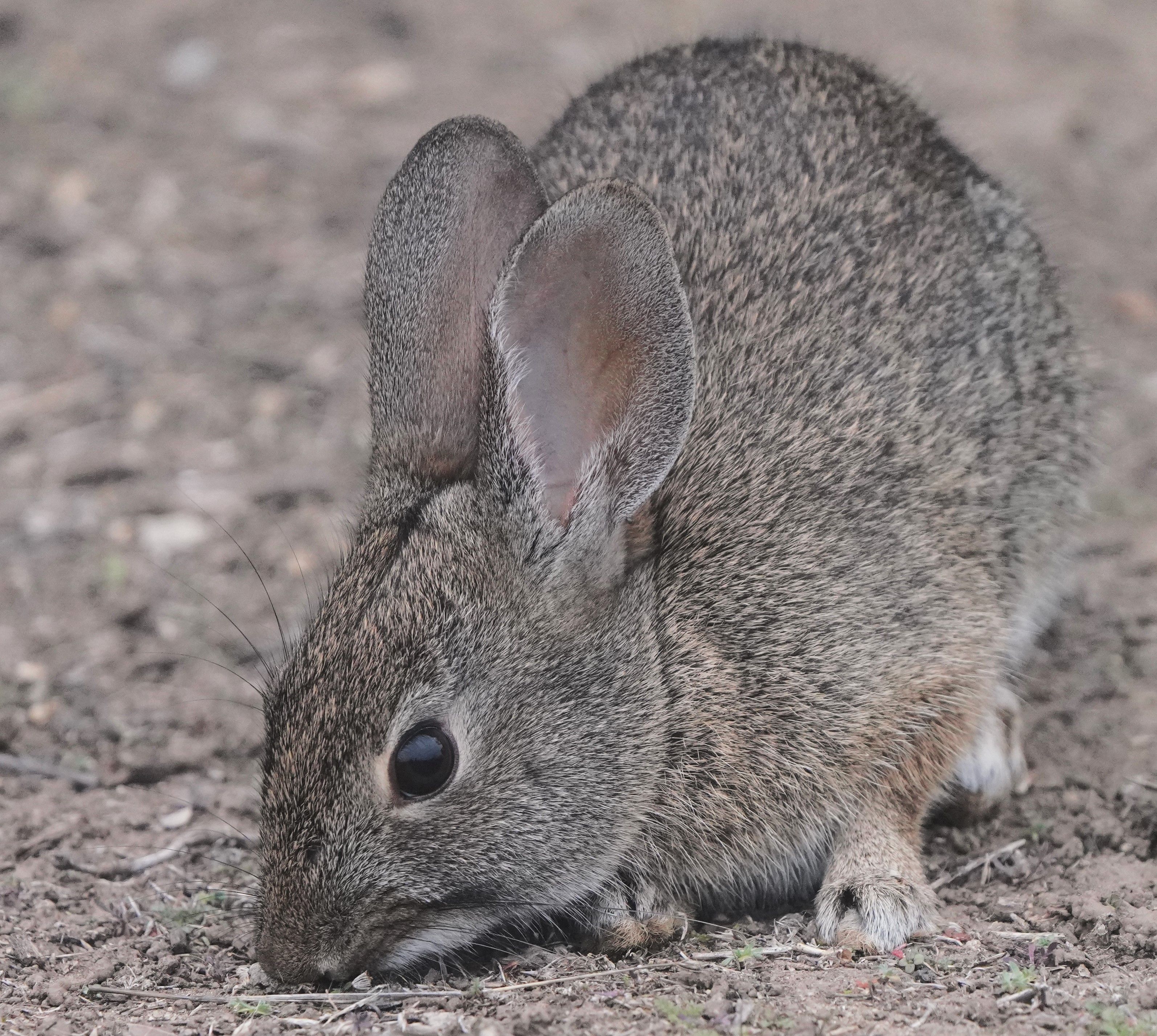 Close-up of a Wild Rabbit in Goleta, California · Free Stock Photo