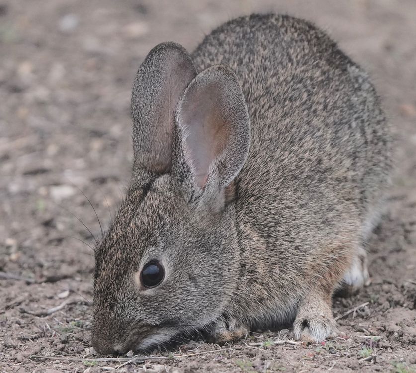 Close-up of a Wild Rabbit in Goleta, California · Free Stock Photo