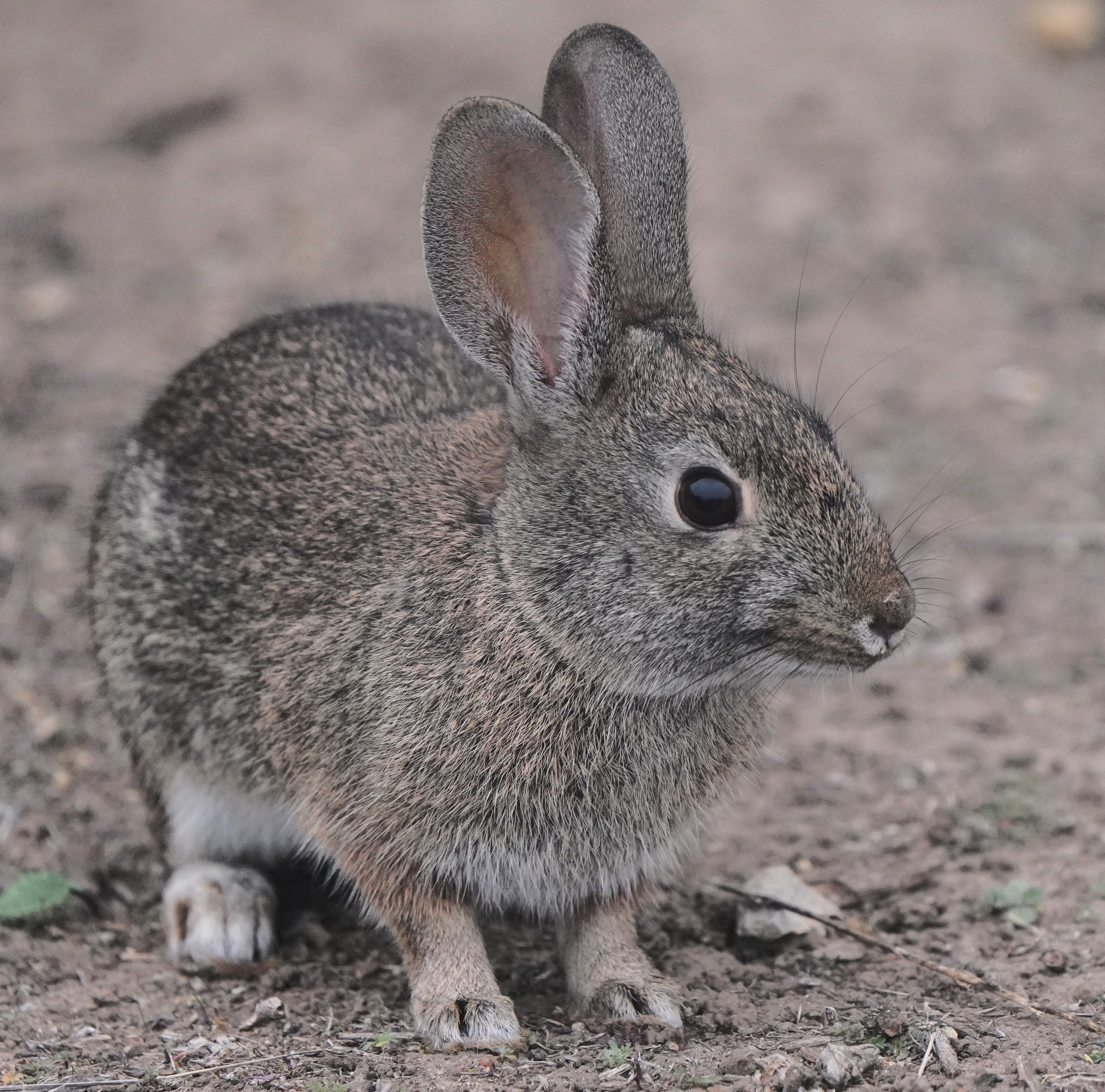 Gray Rabbit on Green Grass · Free Stock Photo